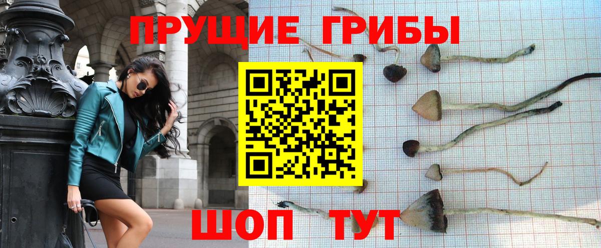 Тара  Псилоцибиновые грибы Magic Shrooms  Псилоцибиновые грибы Magic Shrooms  Вход с VPN 